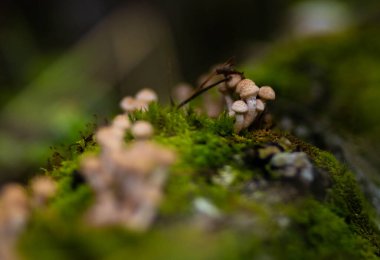 Sonbaharda ormanda ağaçta ballı mantarlar. Koyu bir arkaplan.