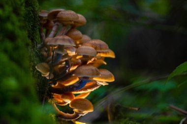 Sonbaharda ormanda ağaçta ballı mantarlar. Koyu bir arkaplan.