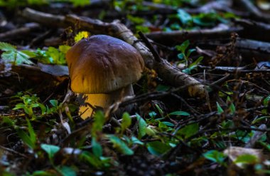 Sonbaharda köknar ormanında beyaz mantar.