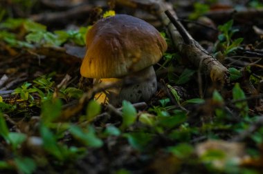 Sonbaharda köknar ormanında beyaz mantar.