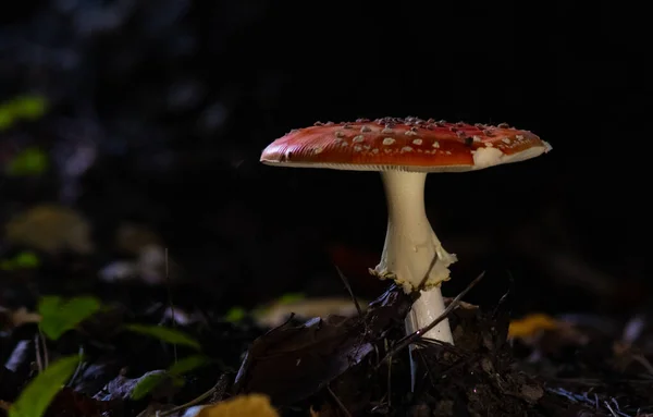 Fungo Agarico Mosca Rossa Una Foresta Abete Uno Sfondo Scuro — Foto Stock