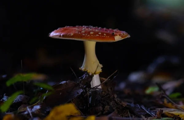 Vörös Légy Agaric Gomba Egy Fenyőerdőben Sötét Háttérrel Ősszel — Stock Fotó