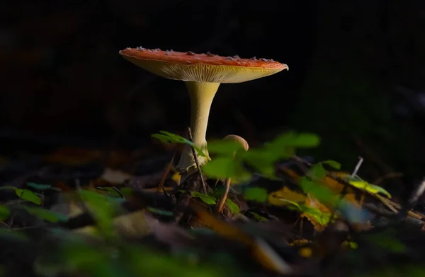 Röd Fluga Agarisk Svamp Gran Skog Mörk Bakgrund Hösten — Stockfoto