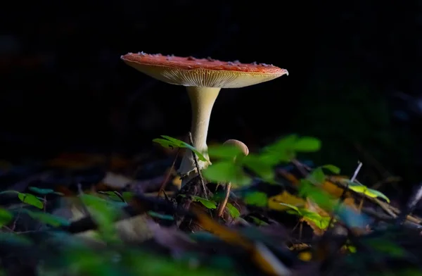 Rode Vlieg Agaric Paddestoel Een Sparren Bos Een Donkere Achtergrond — Stockfoto