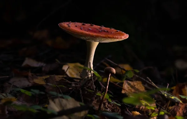 Röd Fluga Agarisk Svamp Gran Skog Mörk Bakgrund Hösten — Stockfoto