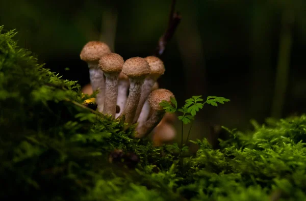 가을에 나무에 버섯입니다 어두운 배경에 대항하여 — 스톡 사진