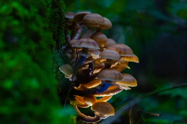 Honing Champignons Het Bos Een Boom Herfst Tegen Een Donkere — Stockfoto