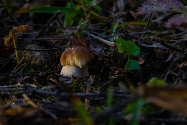 在黑暗的背景下 冷杉林中的白色蘑菇 — 图库照片