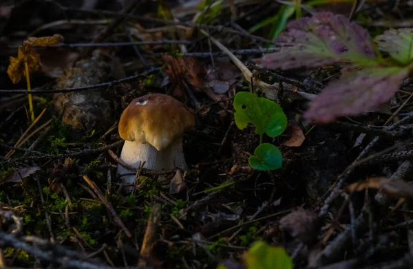 Witte Paddestoel Een Dennenbos Een Donkere Achtergrond Herfst — Stockfoto