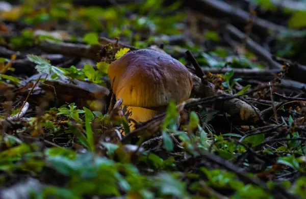 Vit Svamp Gran Skog Mörk Bakgrund Hösten — Stockfoto