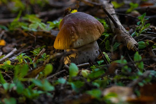 Witte Paddestoel Een Dennenbos Een Donkere Achtergrond Herfst — Stockfoto