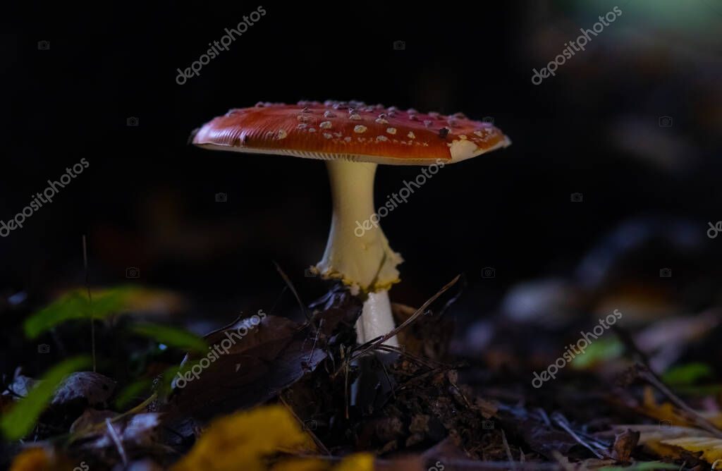 Champiñón agárico mosca roja en un bosque de abeto sobre un fondo