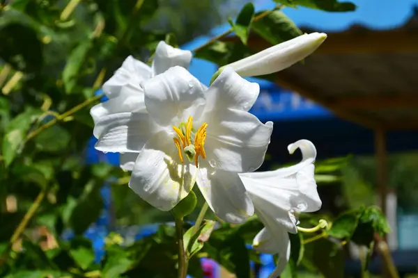 Güneşli bir günde bahçede açan güzel kokulu beyaz zambak, bulanık arka planda seçici bir odak.
