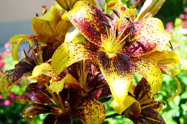 Güneşli bir günde bahçede açan taze sarı zambak, seçici bir odak.