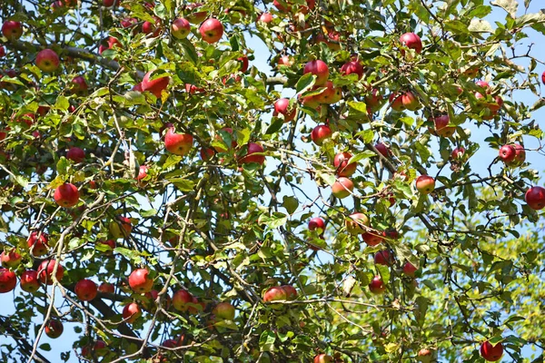 Bahçeye olgun kırmızı elmalar serpiştirilmiş