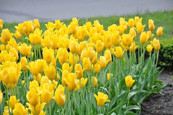 Fresh Fragrant Yellow Tulips Blooming Garden Spring Selective Focus — Stock Photo, Image