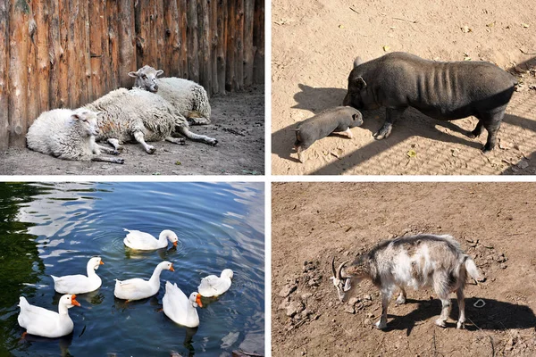 Set of domestic animals and birds - resting sheeps, swimming geese, goat and Vietnamese pig and her piglet