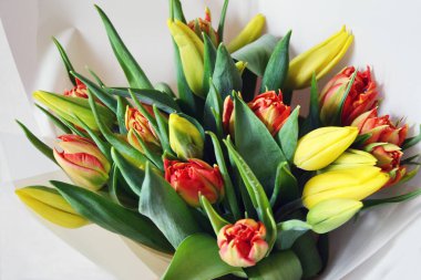 Taze kırmızı ve sarı laleler bir bukette, beyaz kağıda odaklanmış.