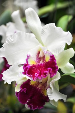 Güzel kokulu beyaz orkide, mor çekirdekli, seçici odaklı. 