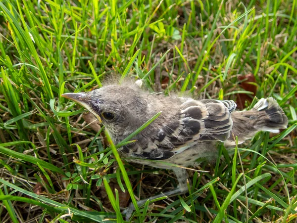 一羽の迷子の赤ん坊の鳥は 緑の草の間のミズーリの庭に一人で立っているので そのママを探しているようです ぼけ効果 — ストック写真