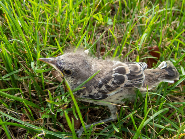 A single lost little baby bird seems to be looking for its momma as it stands alone in the Missouri yard amongst the green grass. Bokeh effect.