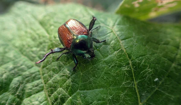 Ein Makrofoto Zeigt Details Eines Lästigen Japanischen Käfers Der Vom — Stockfoto