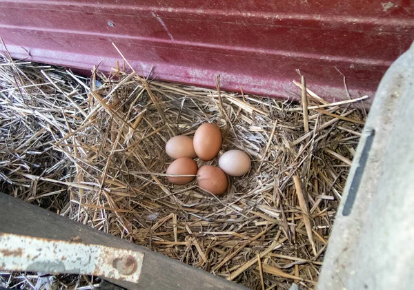 農家の朝食のために集められる準備ができている農場のわらの巣の中に5個の茶色の卵 ぼけ効果 — ストック写真