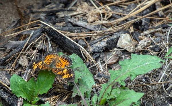 Papillon Croissant Des Perles Est Partiel Ouvert Son Dessus Est — Photo