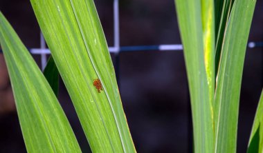 Gladiola yaprakları, yumurtalarını kapağı bekleyen yapışkan, sinir bozucu kabak böceğinin ev sahibi olur. Yok edilmeye ihtiyaç var. Bokeh etkisi.
