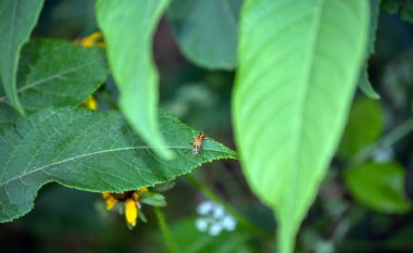 Odaklanamayan yapraklar dikkatleri Missouri 'de yeşil bir yaprağın üzerinde duran neredeyse gizli derili böceğe çekiyor..