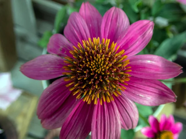 A close up look at the center of a purple coneflower. The petals are slightly defocused drawing attention to the center part of the flower.
