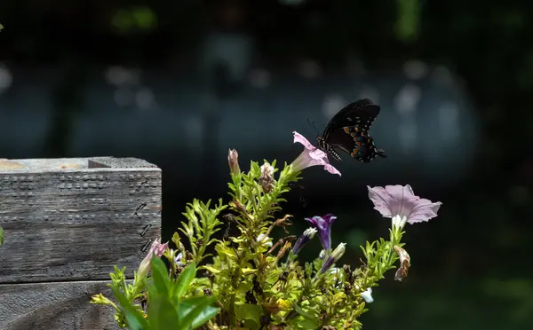 Papillon Queue Hirondelle Noire Apprécie Nectar Juteux Une Jolie Plante — Photo
