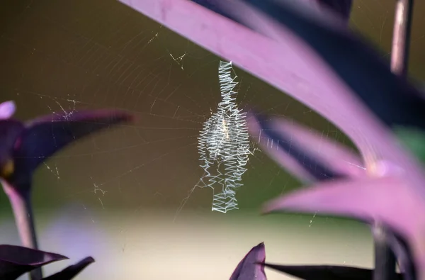 Μια Αράχνη Αποφάσισε Φτιάξει Τον Μεταξένιο Ιστό Της Ανάμεσα Στα — Φωτογραφία Αρχείου