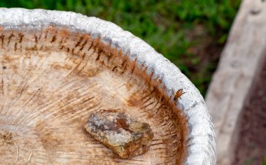 Bir bal arısı su içmek için beton kuş banyosunun kenarında duruyor. Bokeh etkisi.