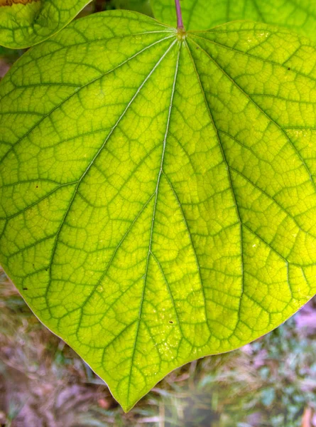 Een Macro Foto Van Delicate Details Een Heldergroene Roodknop Blad — Stockfoto