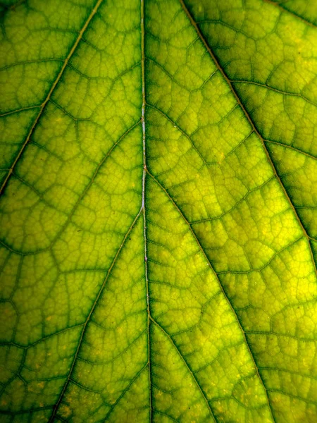 Eine Schöne Beruhigende Lebendige Grüne Textur Oder Hintergrund Mit Viel — Stockfoto