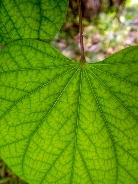 Bokeh Effect Stem Veins Eastern Redbud Leaf Catch Eye Draw — Stock Photo, Image