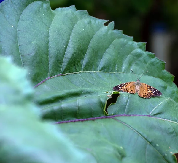 Güzel Kahverengi Benekli Böğürtlen Imparatoru Kelebeği Missouri Nin Arka Bahçesindeki — Stok fotoğraf