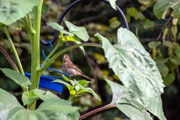 小さな茶色の家のフィンチは ボケ効果のある大きな植物の葉の間のフィーダーに腰掛けているので その口の中に種を保持しています — ストック写真