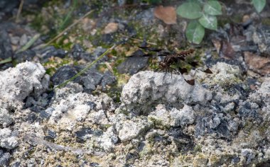 Bu beyaz kuyruklu yusufçuk Missouri 'de bir arka bahçedeki eski ahşap küllere dayandığı için güzelce kamufle edilmiş ve neredeyse gözden uzak bir yerde saklanıyor. Bokeh etkisi.