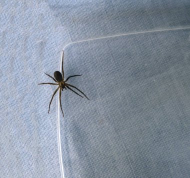 Zehirli kahverengi keşiş örümceği, bokeh etkisine sahip desenli bir kumaşın üzerinde plastik bir yüzey üzerinde duruyor. Bir sürü kopyalama alanı mevcut.