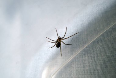 Plastik bir küvetin içindeki kahverengi keşiş örümceğinin makro fotoğrafı. Profesyonel bir ilaçlamacı çağırmanın zamanı gelmiş olabilir. Bokeh etkisi.