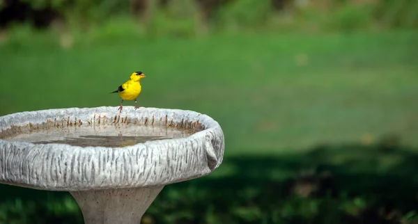 Este Pequeño Jilguero Americano Descansa Brevemente Borde Del Baño Aves —  Fotos de Stock