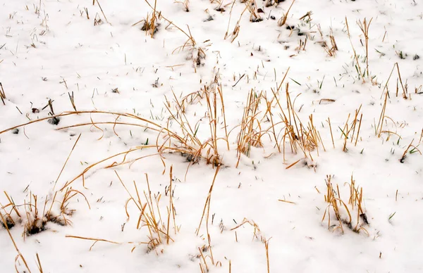 Död Och Döende Gräs Står Fortfarande Den Kalla Vita Snön — Stockfoto