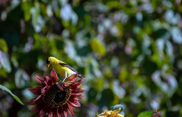 Uma Pétala Girassol Colocada Pelo Peso Lindo Amarelo Goldfinch Efeito — Fotografia de Stock