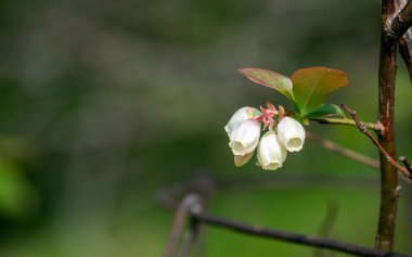 Missouri 'deki bu yabanmersini çalısı zarif beyaz çiçekler ve yeşil yapraklarla tomurcuklanmaya başlıyor. Lezzetli meyveler yakında hazır olacak. Bokeh etkisi.