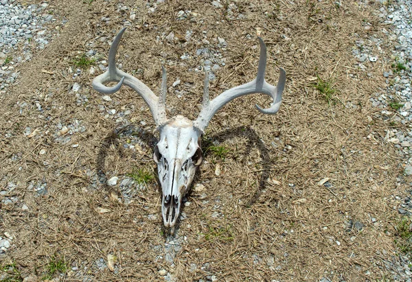 Top Close Look Whitetail Deer Skull Sometimes Called European Mount — Stock Photo, Image