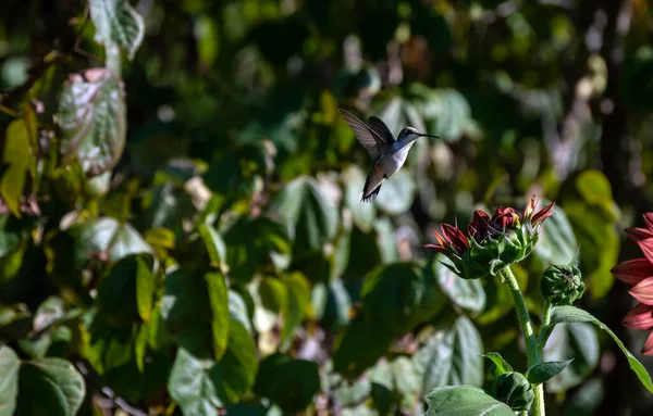 Beija Flor Energético Paira Graciosamente Sobre Girassol Cor Marrom Parcialmente — Fotografia de Stock