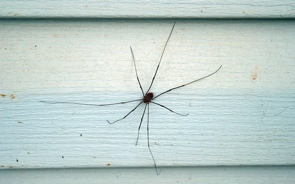 Close Look Granddaddy Longleg Spider Rests Vinly Siding Missouri Farm — Stock Photo, Image