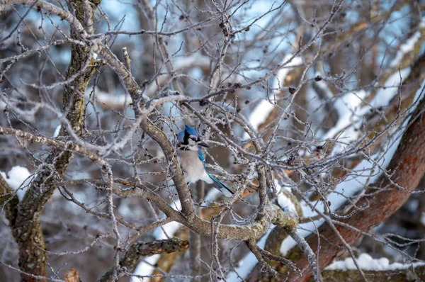Синяя Сойка Заснеженном Дереве Эффектом Боке Делает Красивую Зимнюю Сцену — стоковое фото